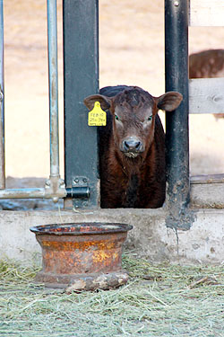 calf