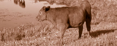 calf