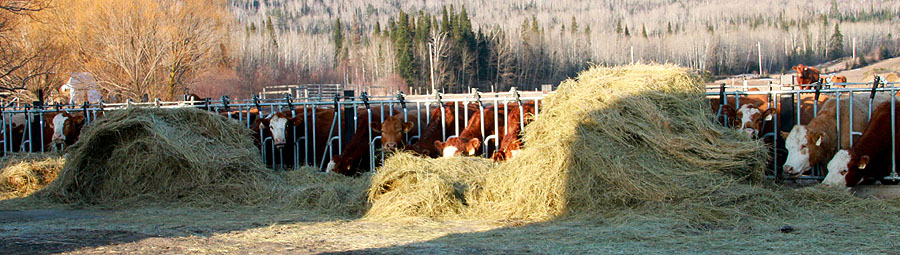 cows